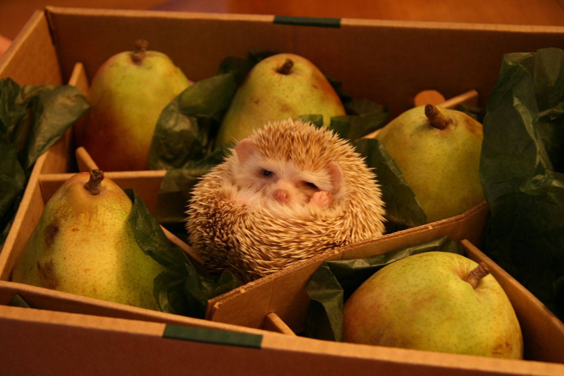 animales crecer manzana naturaleza muerta comida fruta solo interior contenedor raíz bebé