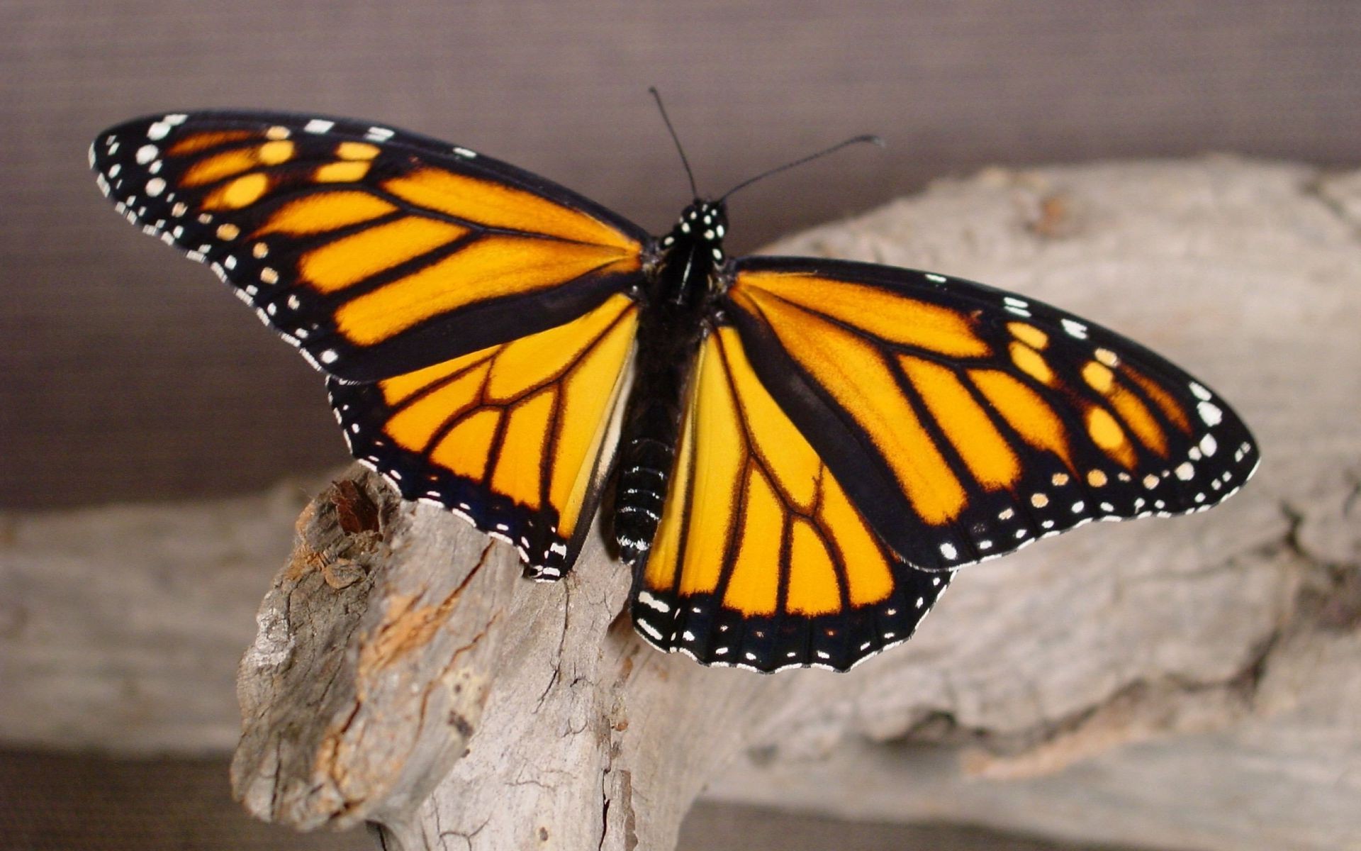 tiere schmetterling insekt natur wirbellose im freien monarch sommer flügel tierwelt eine sanfte metamorphose farbe tropisch antenne tier