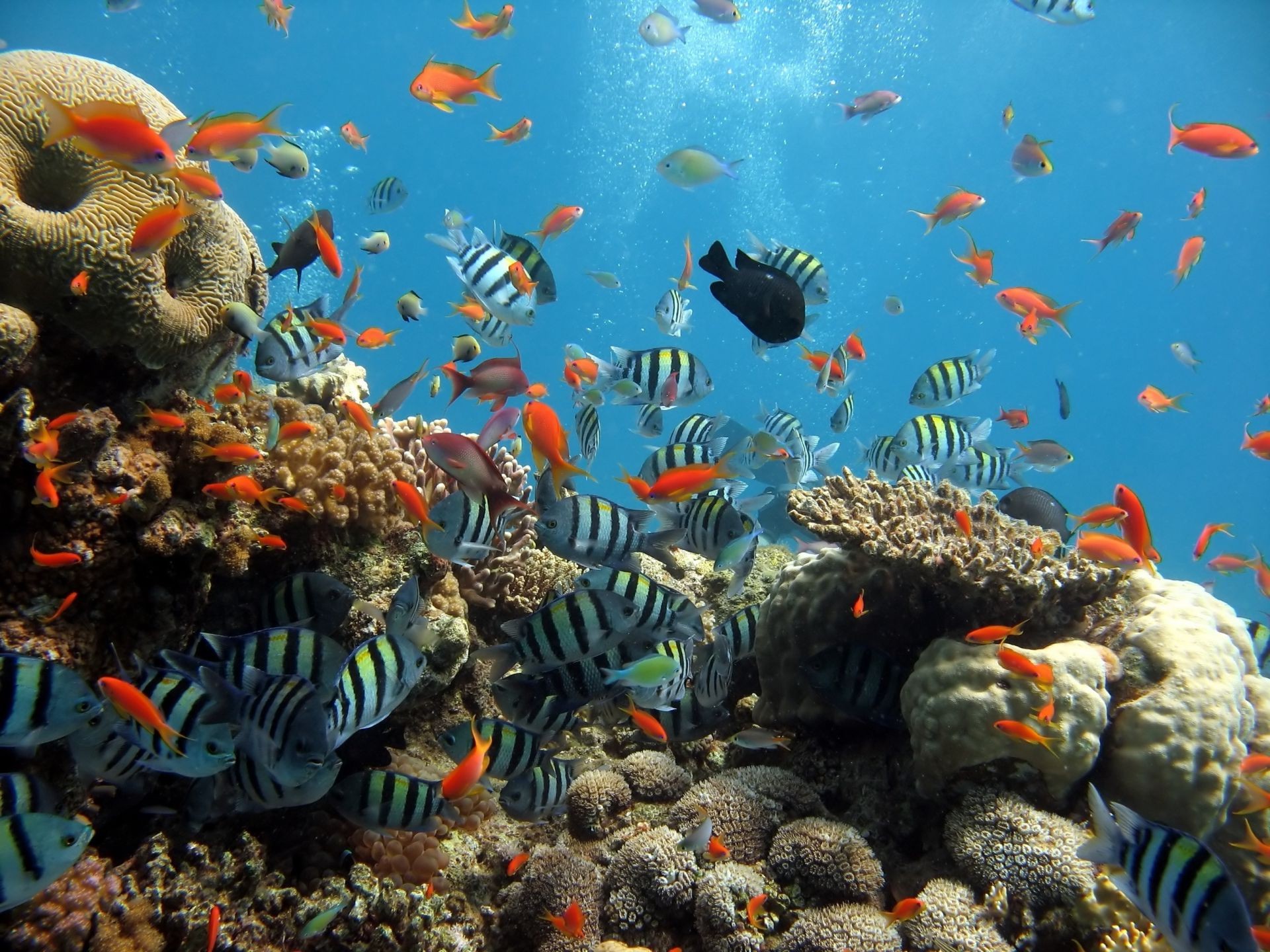 animais debaixo d água peixes aquário coral recife tropical fuzileiro naval natação peixe dourado oceano água mergulho mar água profundo mergulho exótico invertebrados água salgada tanque