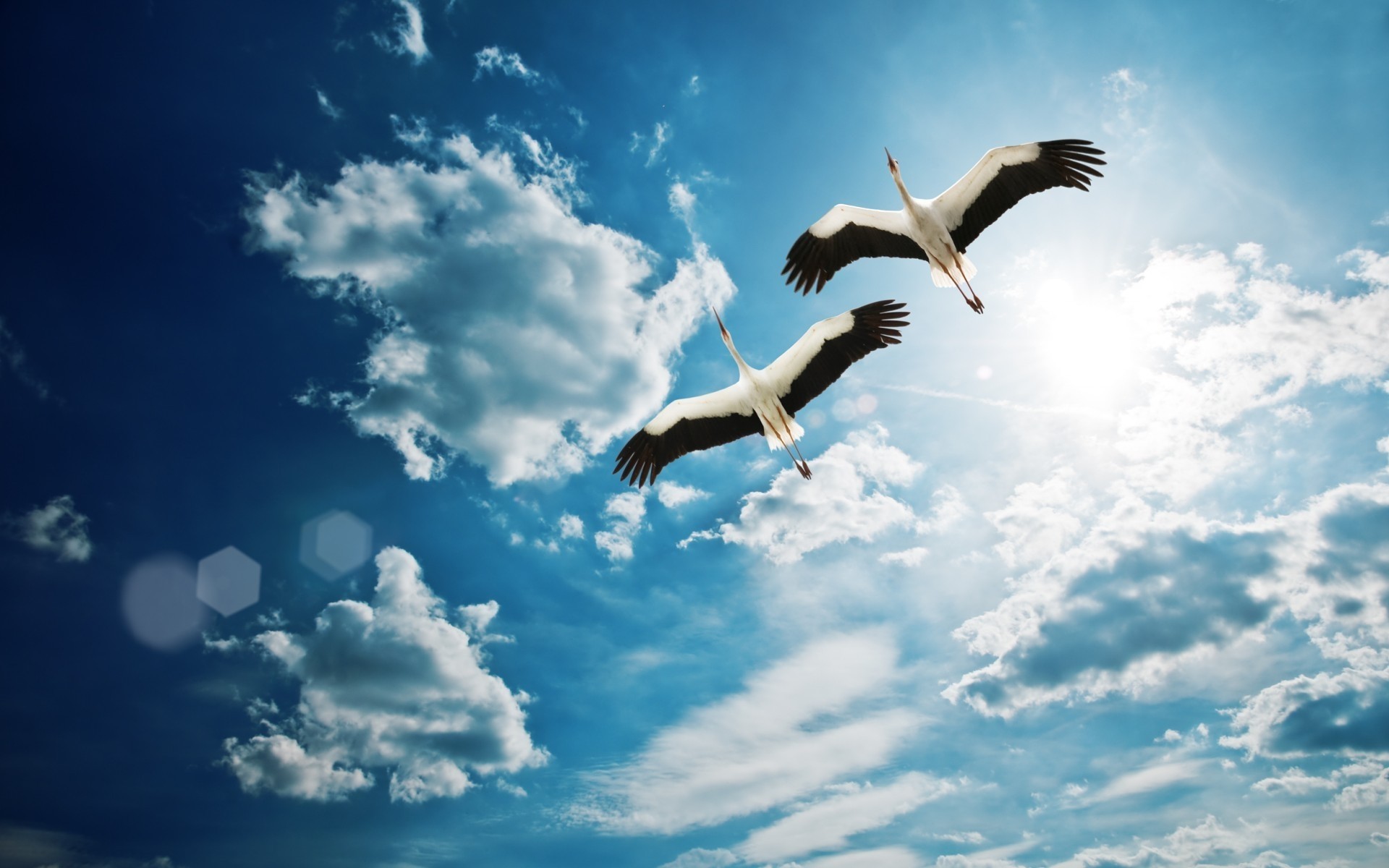 aves cielo pájaro libertad al aire libre naturaleza vuelo volar gaviotas alta sol verano buen tiempo vida silvestre cielo pájaros blancos cielo azul foto de aves