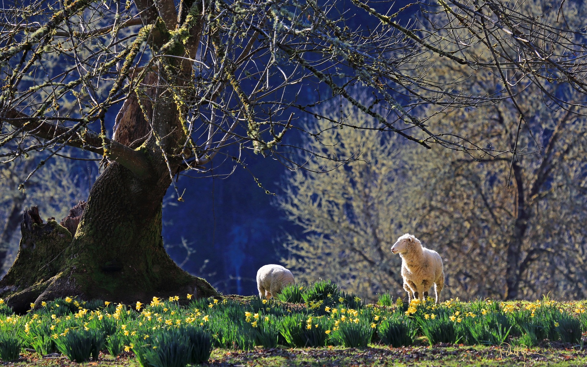 animals tree wood nature fall landscape outdoors park season leaf winter scenic grass lamb