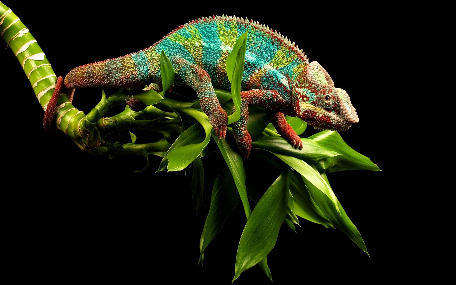 reptiles and frogs lizard reptile dragon chameleon animal nature wildlife gecko color scale tropical zoo pet monster rainforest dinosaur wild tree one