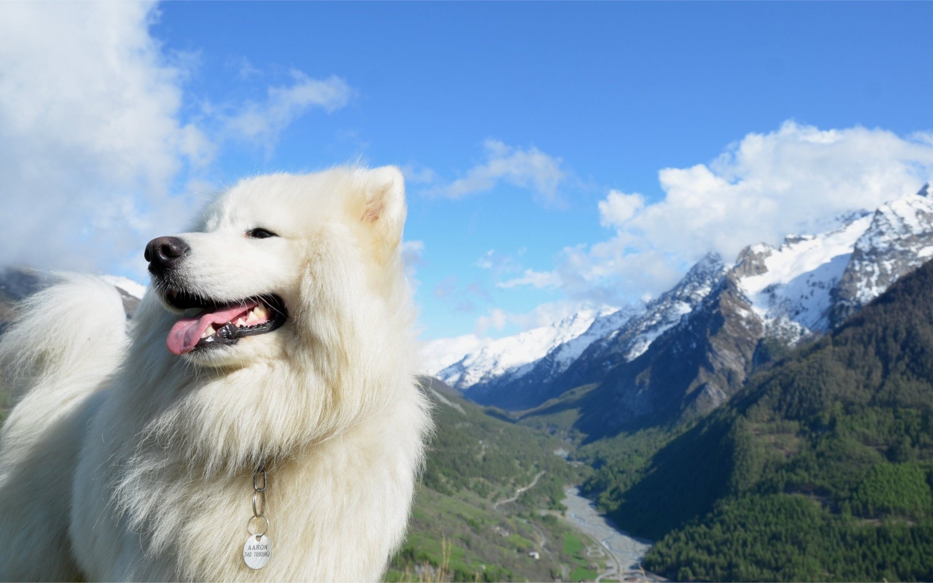 chiens neige hiver montagnes