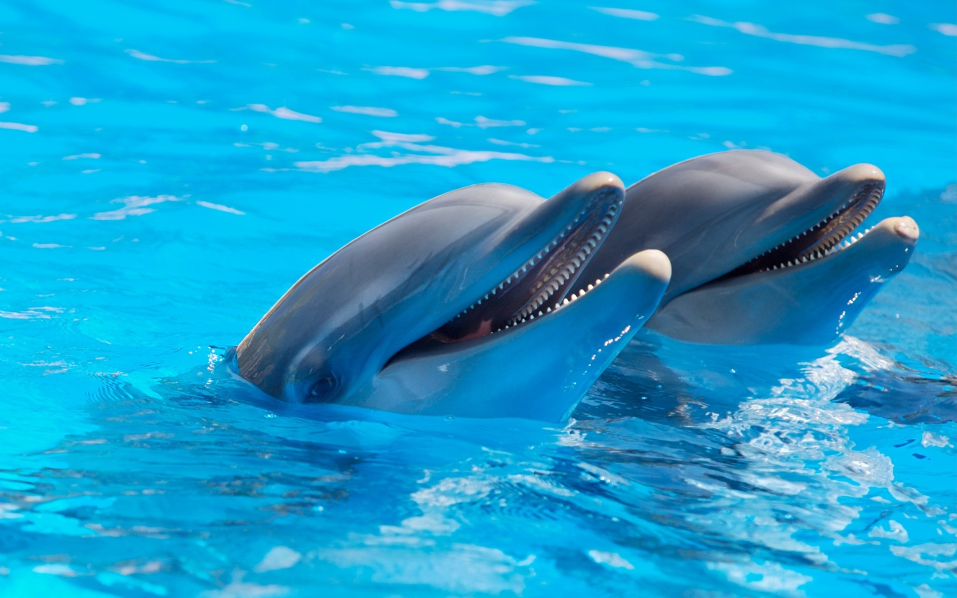 animaux natation sous-marin eau ventilateur dauphin poissons plongée baleine piscine nageur piscine à l extérieur dauphins photo de dauphins photo de dauphins affiche de dauphins