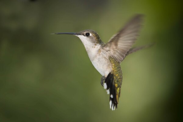 Bird flying in the air