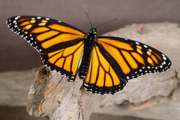 Butterfly with open wings