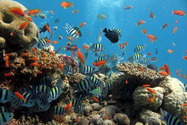 Animais peixes subaquáticos Coral