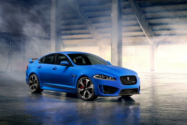 Blue jagular in the fog