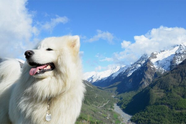 White dog outdoors on the background of mountains