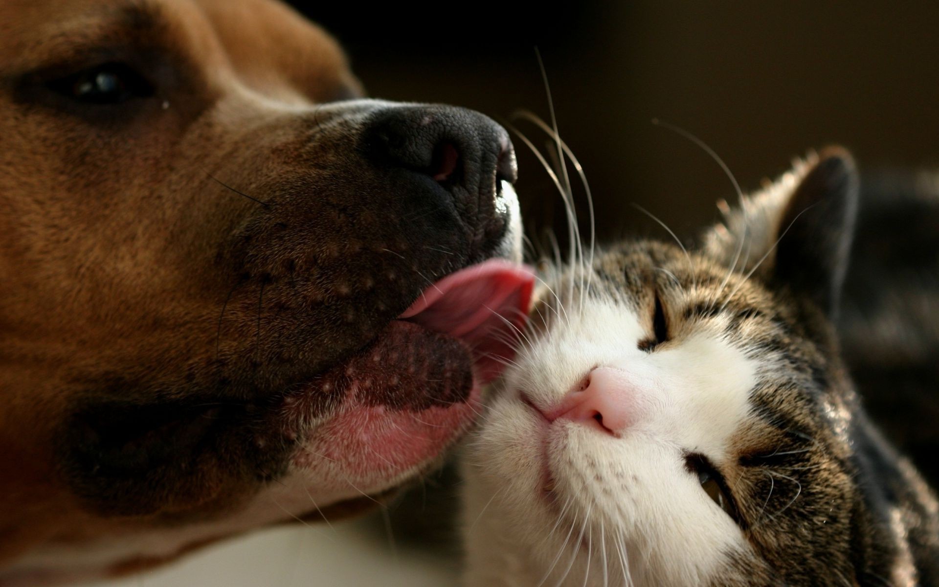 animaux portrait mignon chien animal oeil animal mammifère drôle studio sommeil aperçu domestique nature fourrure