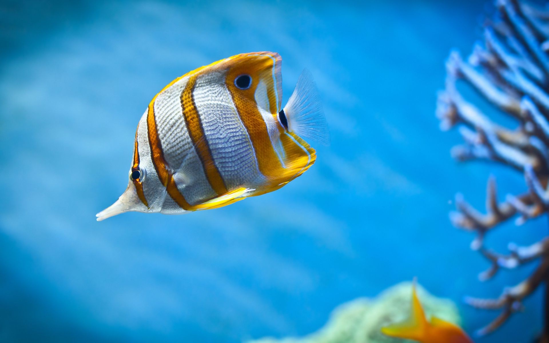 animaux sous-marin l eau poissons natation océan mer aquarium tropical plongée marine corail la faune voyage turquoise la nature profonde à l extérieur unique récif