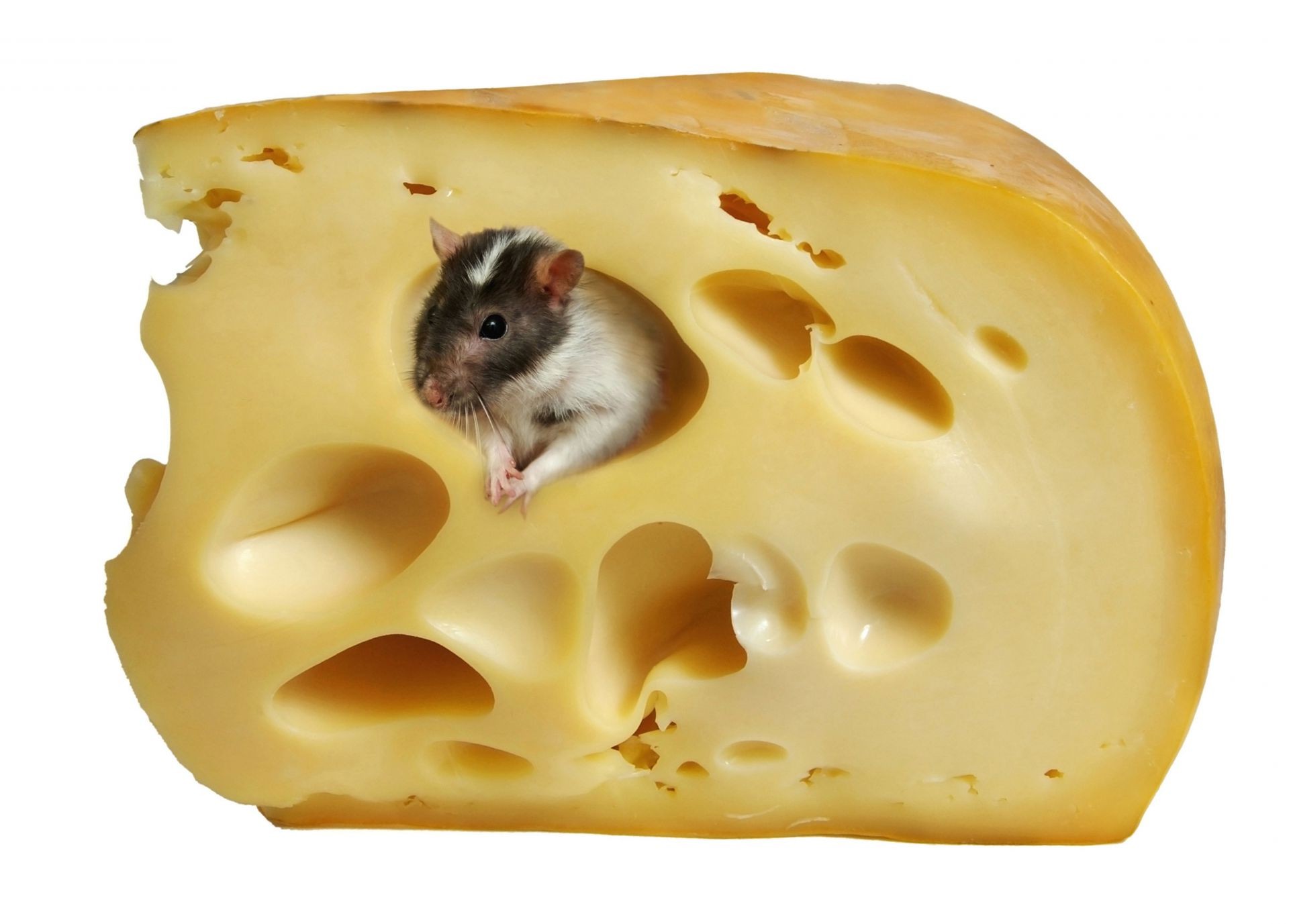 tiere käse essen isoliert scheibe milch erfrischung maus essen epikur lecker nagetier lecker frühstück desktop cheddar gesund studio