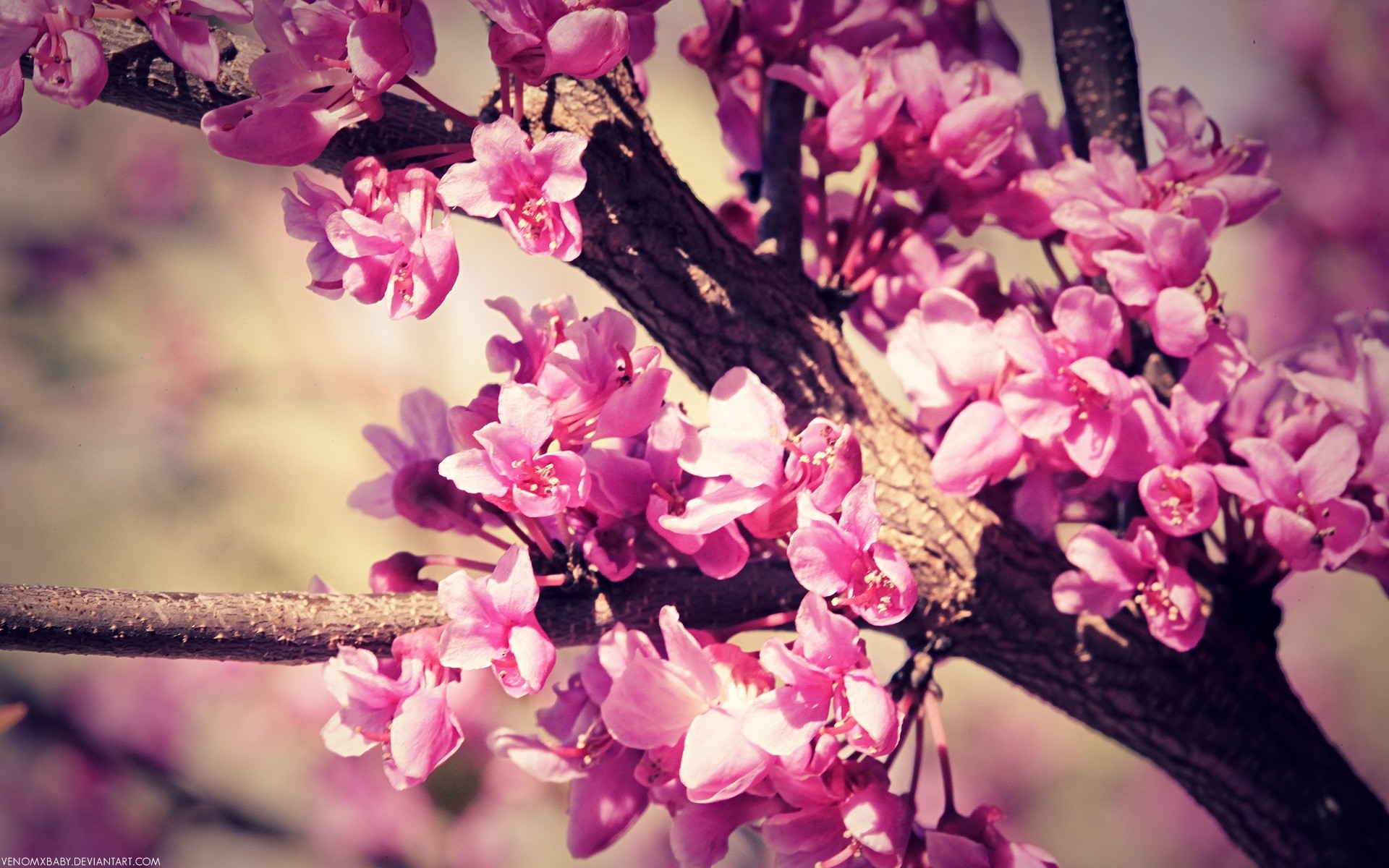 spring flower nature flora branch blooming tree petal garden floral season leaf beautiful color close-up growth bud bright cherry outdoors cherry blossoms