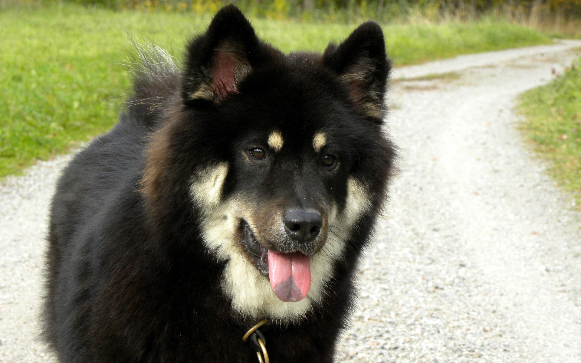 cani mammifero cane canino ritratto pelliccia carino animale vista all aperto occhio singolo animale domestico natura