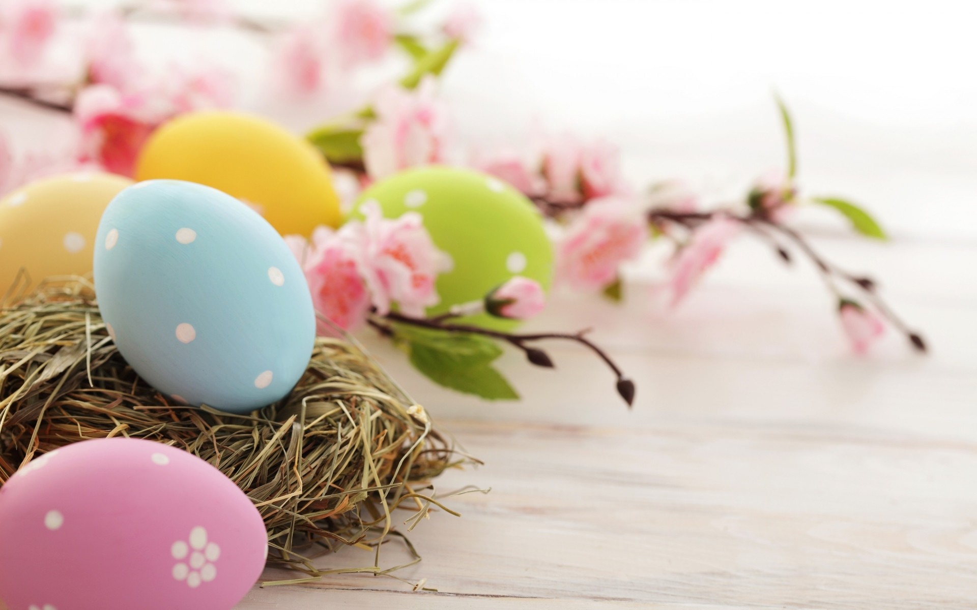 easter egg flower desktop celebration food color nest decoration nature easter egg traditional colorful eggs easter time