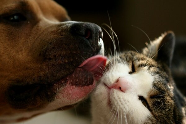 Qué lindo gato y perro criaturas