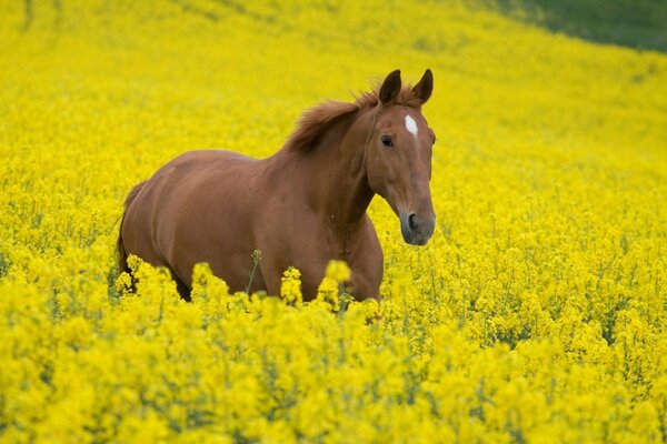 Animali campo cavallo cavalli fiori stallone piante foto