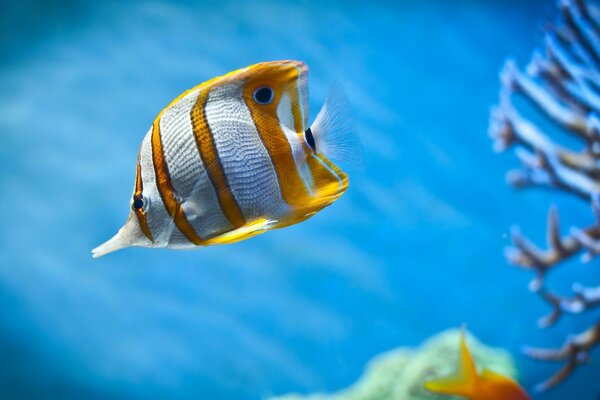 Unterwasserwelt, ein Fisch mit orangefarbenen Streifen