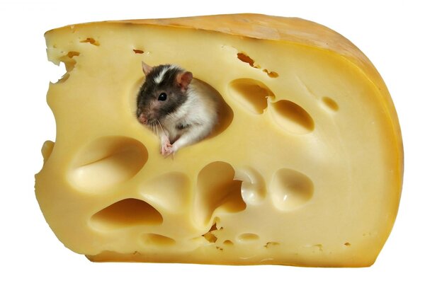 Image a rat is sitting in a slice of cheese