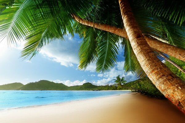 Paysage de plage tropicale et de sable