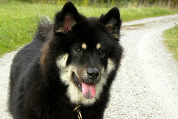 A black dog sticking out its tongue