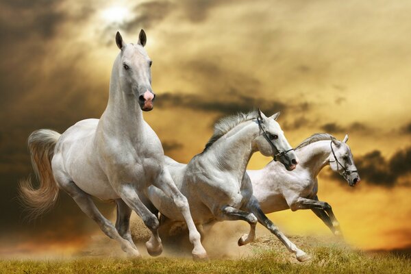 White horses run across the field