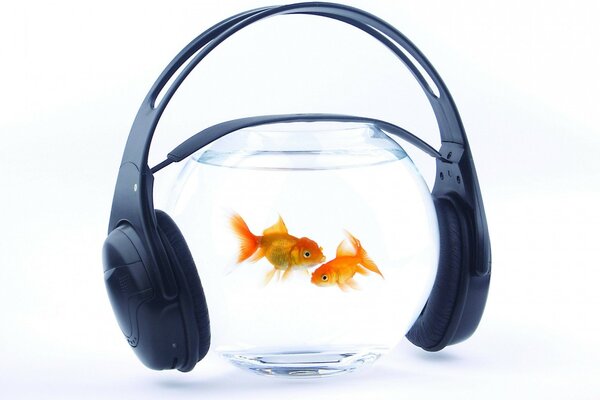 We let the fish listen to heavy music