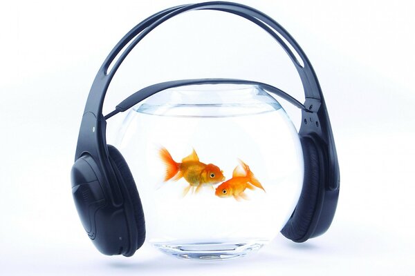 Dajemy rybom ciężką muzykę do słuchania