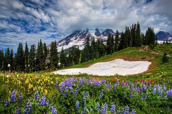 Berglandschaft mit schönen Blumen und Wald