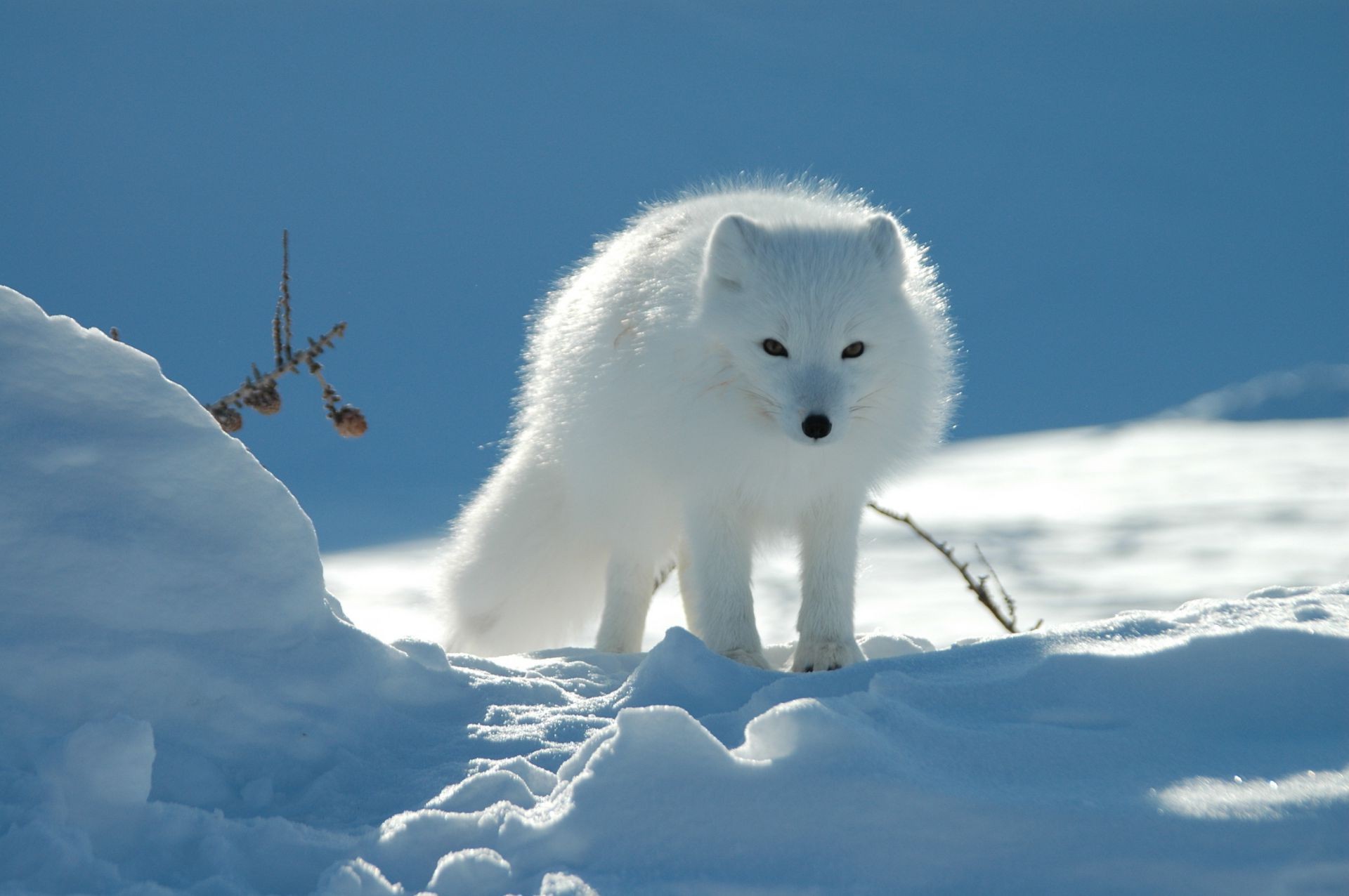 animals snow winter frosty cold ice nature outdoors frost mammal frozen wildlife daylight