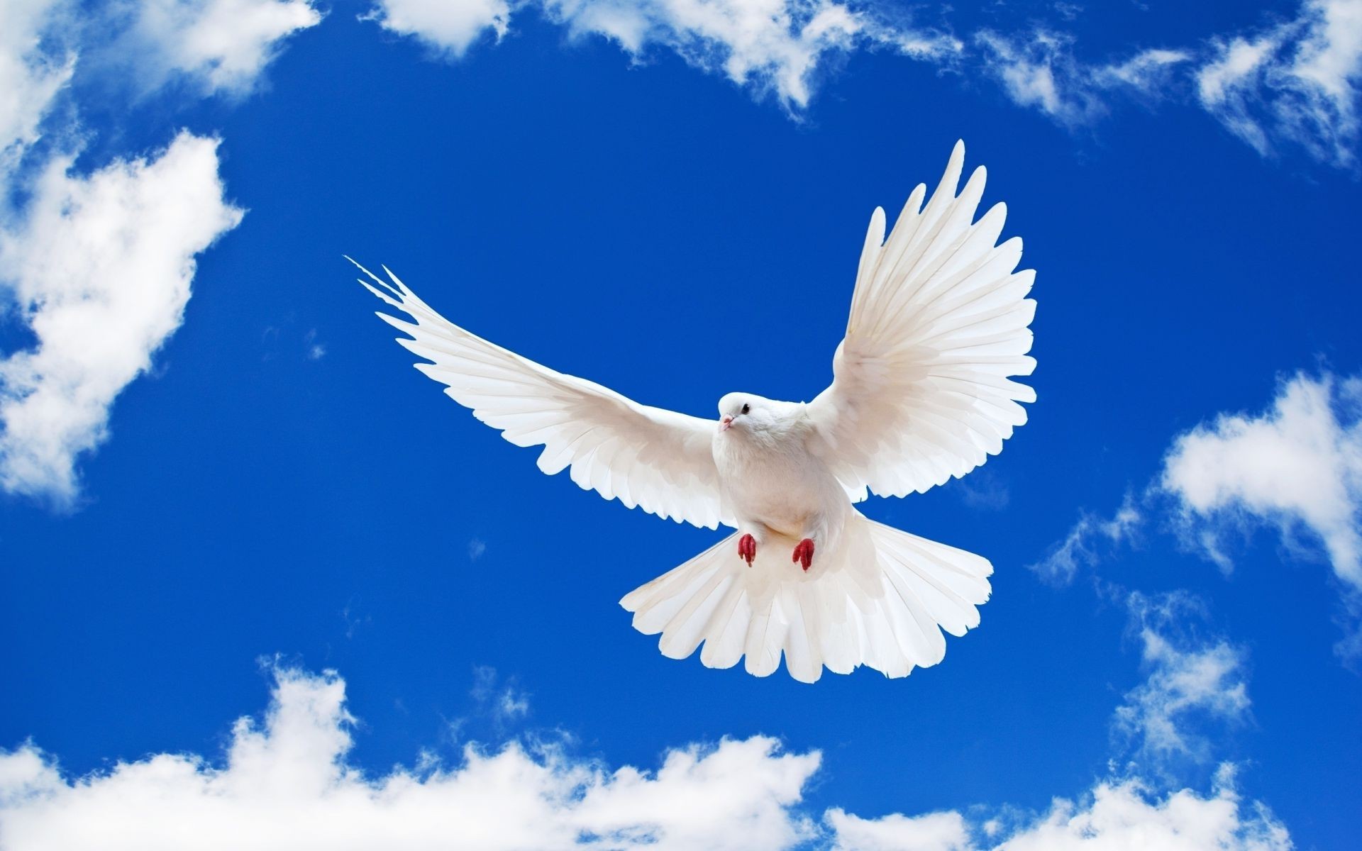 animals bird nature freedom flight sky pigeon wing fly seagulls outdoors feather heaven summer wildlife