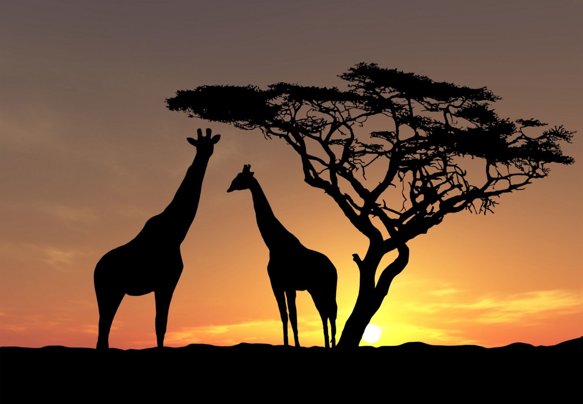 giraffes sunset silhouette dawn backlit savanna mammal tree giraffe evening landscape serengeti safari wildlife sun nature sky dusk desert