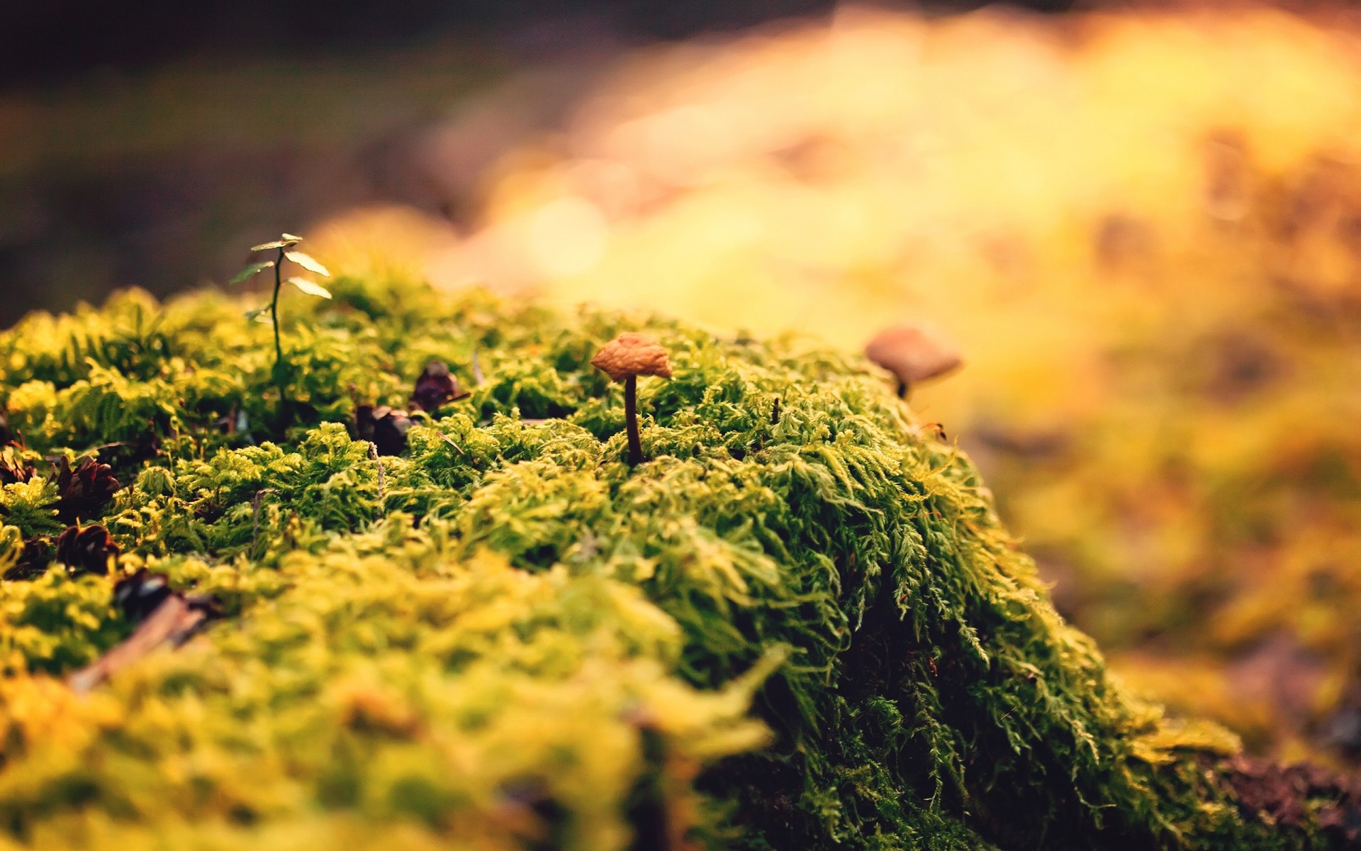 pflanzen natur blatt im freien gras park baum herbst flora gutes wetter feld blume farbe garten holz moos makro