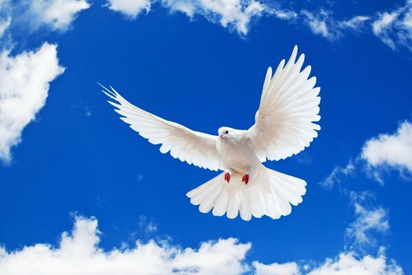 Image of a flying pigeon in clear weather