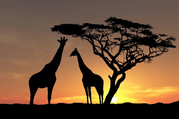 Giraffen bei Sonnenuntergang in Afrika