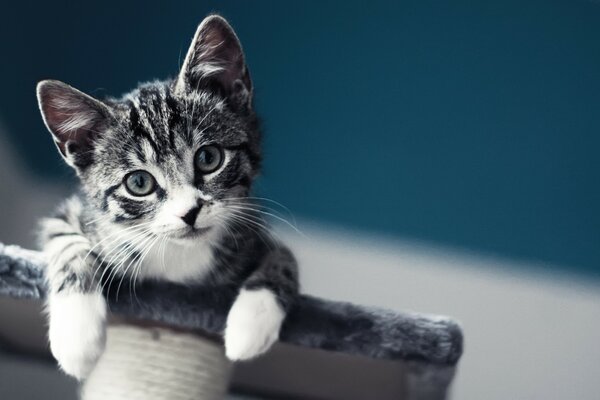 Um gatinho fofo subiu em um suporte de pele. Gatinho olhando de cima para baixo