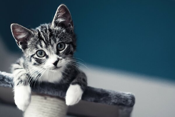 可爱的小猫爬在一个毛皮立场。 小猫从上面往下看