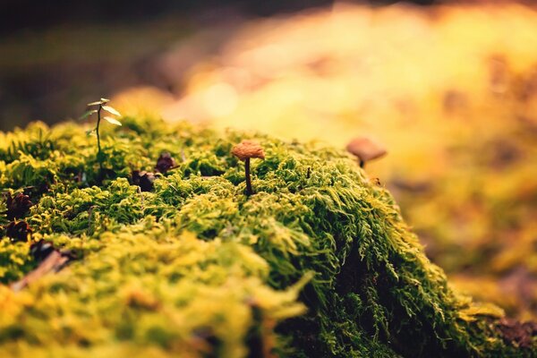 Hierba verde al aire libre