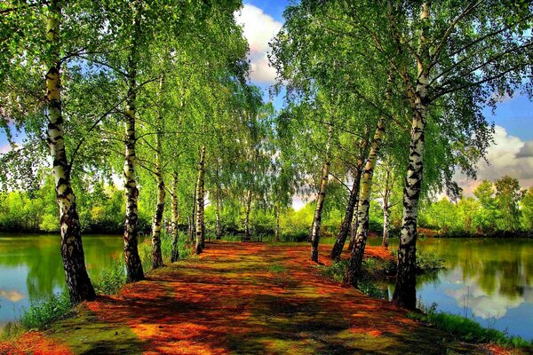 Muhteşem Huş Ağacı Yolu ve göl