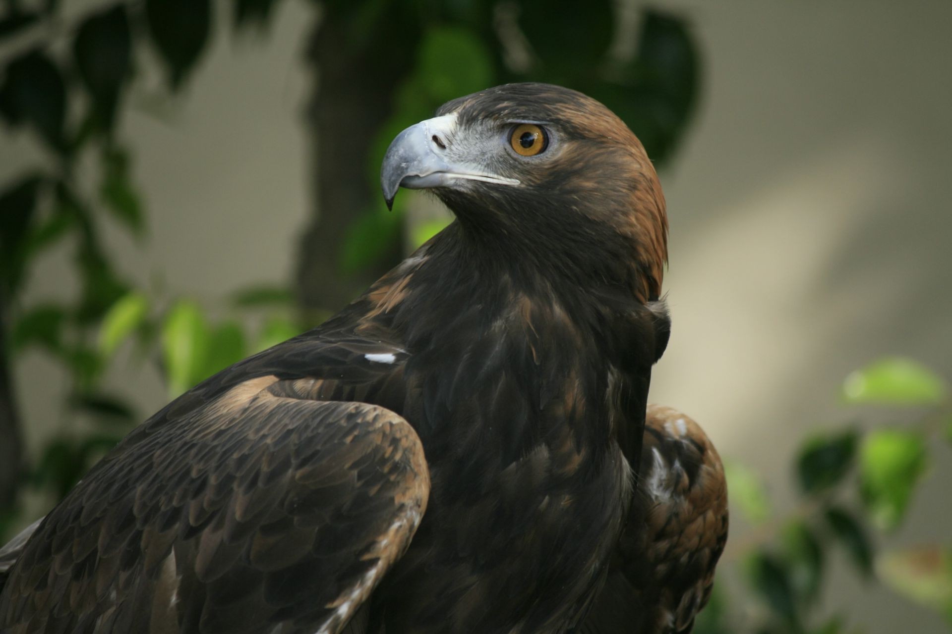 animali rapace aquila uccello preda falconeria fauna selvatica falco aquila calva calvo falco maestoso natura predatore avvoltoio ritratto splendore occhio animale becco