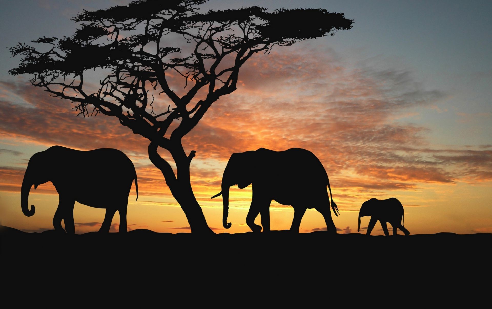 elephants sunset silhouette mammal evening dawn backlit elephant dusk tree wildlife sky outdoors landscape savanna sun animal cavalry nature