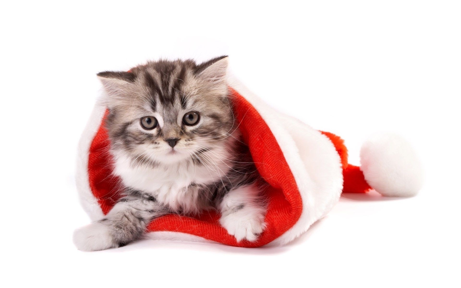 new year cute funny fur animal pet domestic little cat kitten mammal purebred downy sit
