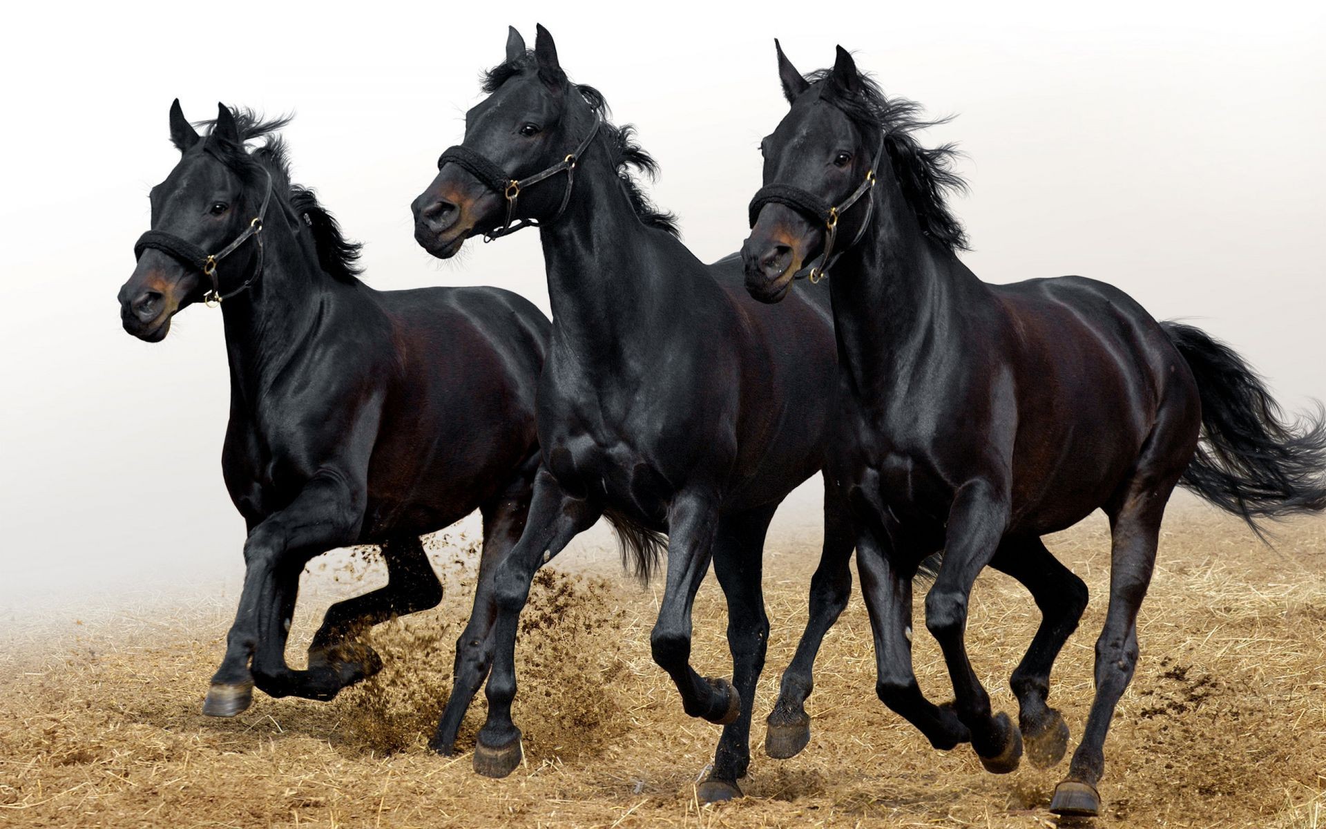 caballos caballo mamífero ecuestre cría de caballos caballería mare semental pura sangre corredor granja mane skoco animal acción sentado pasto rápido dos animales vivos carrera