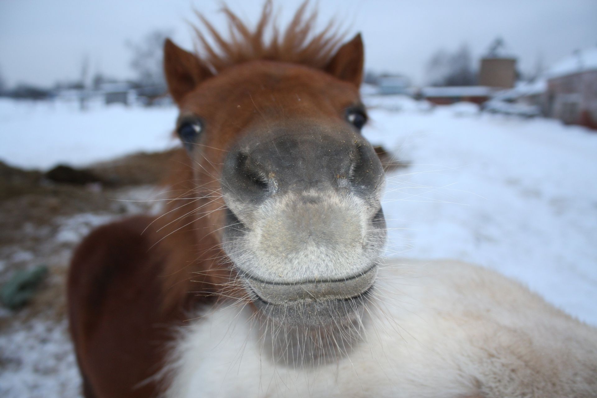 animales mamífero naturaleza nieve invierno lindo al aire libre vida silvestre animal frío retrato pelaje solo