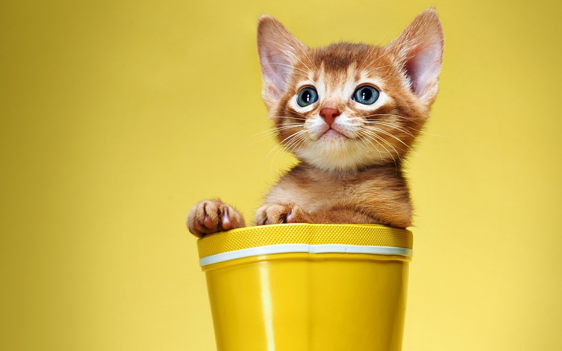 chat mignon chat chaton drôle mammifère petit animal fourrure enfant animal oeil portrait un studio jeune domestique kitty