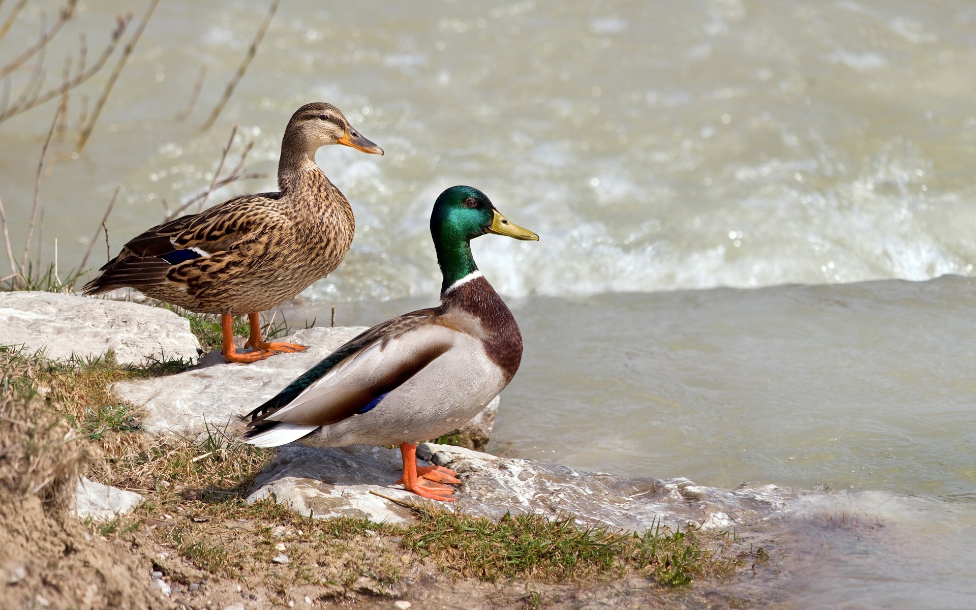 animais pato pássaro água aves vida selvagem natureza ao ar livre