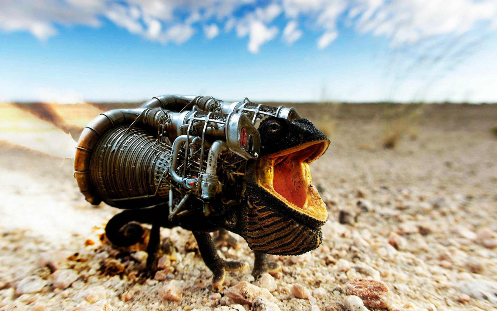 reptiles et grenouilles nature sable voyage à l extérieur désert plage un été ciel sol caméléon