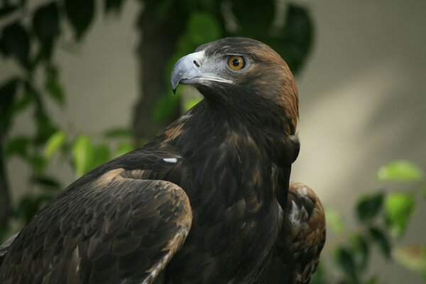 Tiervogeladler mit Beute