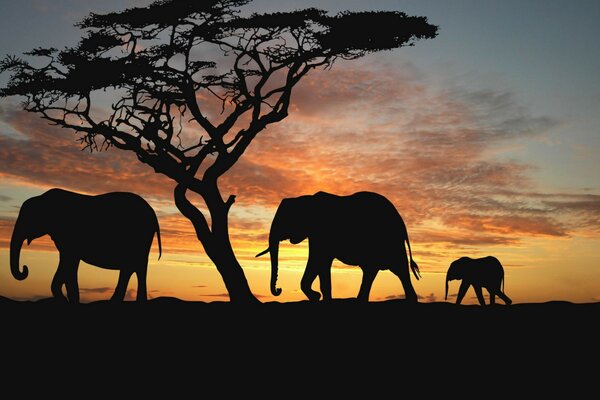 Silhouetten von Elefanten und Baum bei Sonnenuntergang