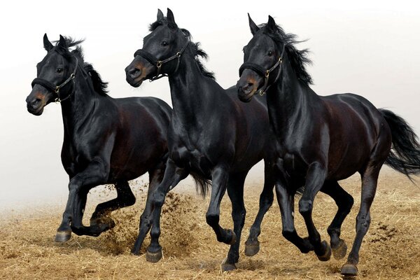 Criatividade na área de trabalho. Belo trio de cavalos